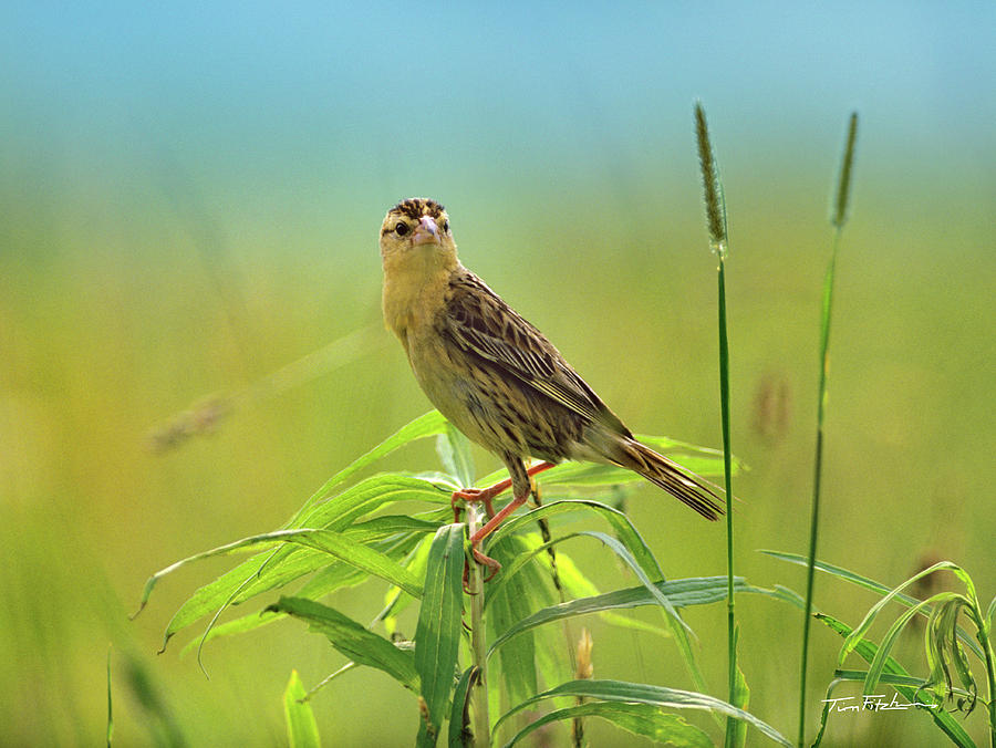 Bobolink in meadow Photograph by Tim Fitzharris