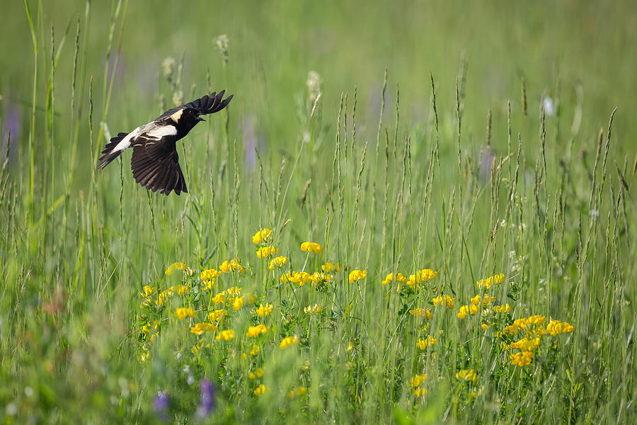 Summer Photograph - Bobolink In Paradise by Bill Wakeley