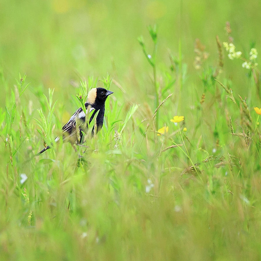 Bobolink In The Grass square Photograph by Bill Wakeley