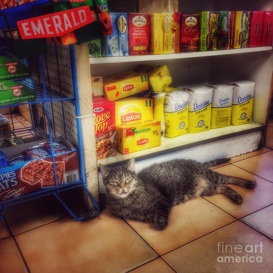 Bodega Cat - At Home in New York Photograph by Miriam Danar