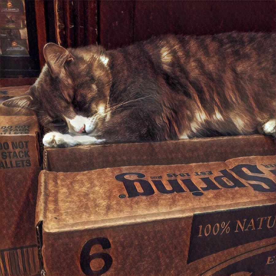 Cat Photograph - Bodega Cat Guards Inventory by Gina Callaghan