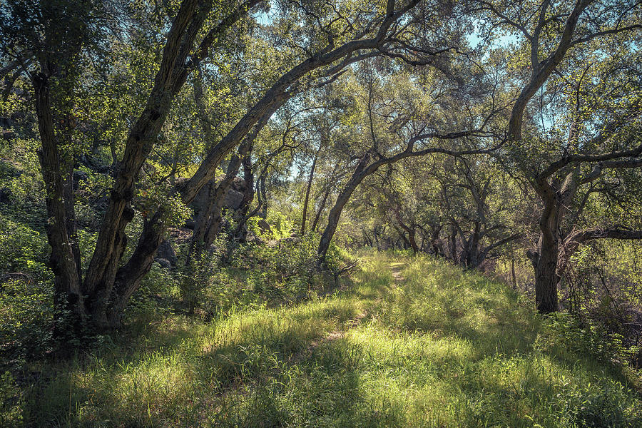 San Diego Photograph - Boden Canyon - Green Canopy by Alexander Kunz