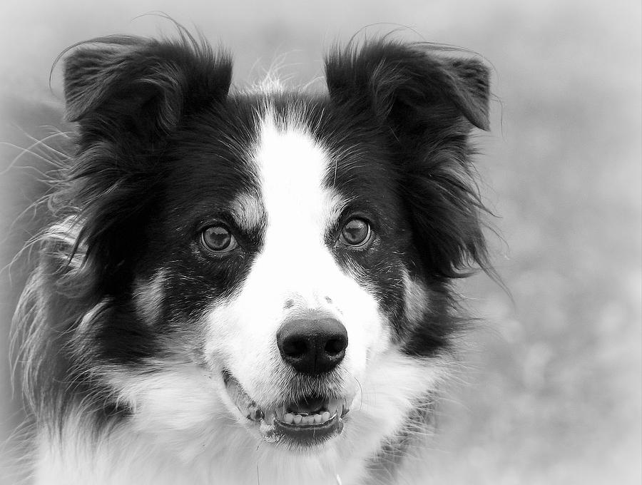 Boder Collie BW Photograph by Sue Long