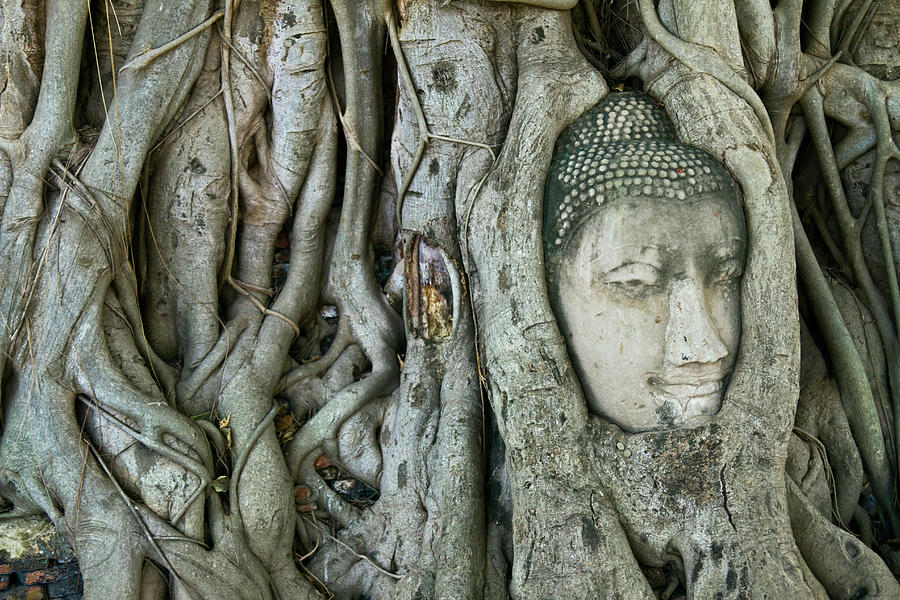 Bodhi Tree Buddha Head Photograph