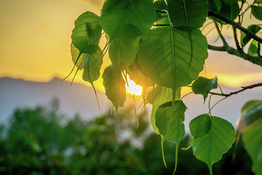 Bodhi Tree Leaves at Sunset Photograph by Yuka Ogava | Fine Art America