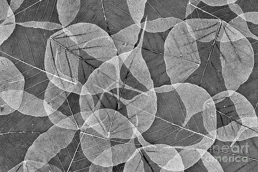 Pattern Photograph - Bodhi Tree Leaves by Tim Gainey