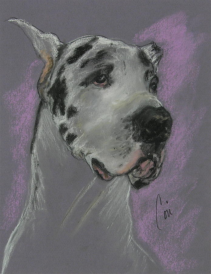 Great Dane Drawing - Bodhis Mystique by Cori Solomon Great Dane Drawing - Bodhis Mystique by Cori Solomon