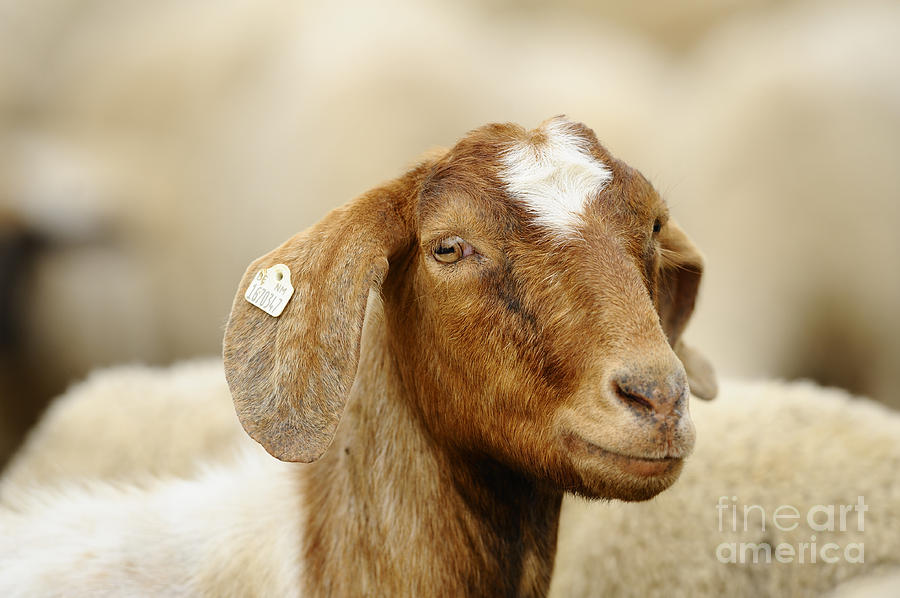 Boer Goat Photograph by David & Micha Sheldon