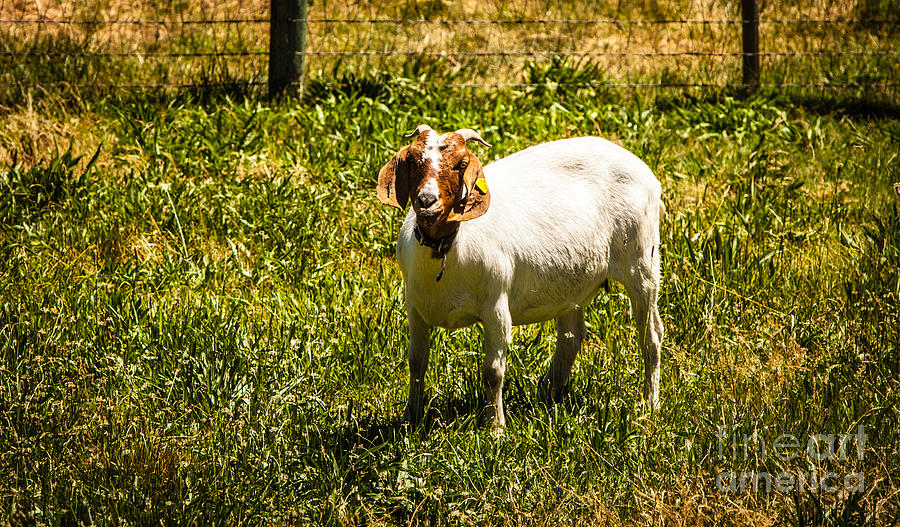 Boer Goat Grazing Photograph by James Adams | Fine Art America