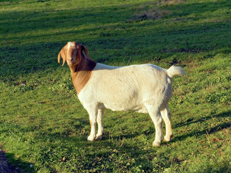 Boer Goat Photograph by Sally Weigand