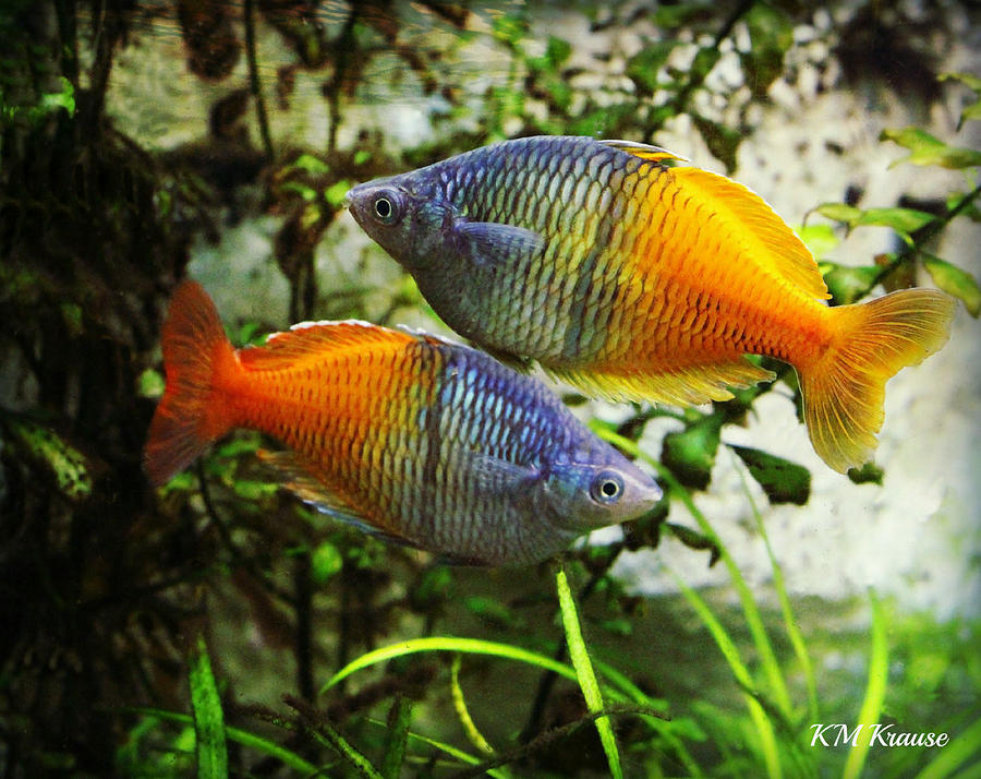 Boeseman's Rainbowfish Photograph By Kathy M Krause 