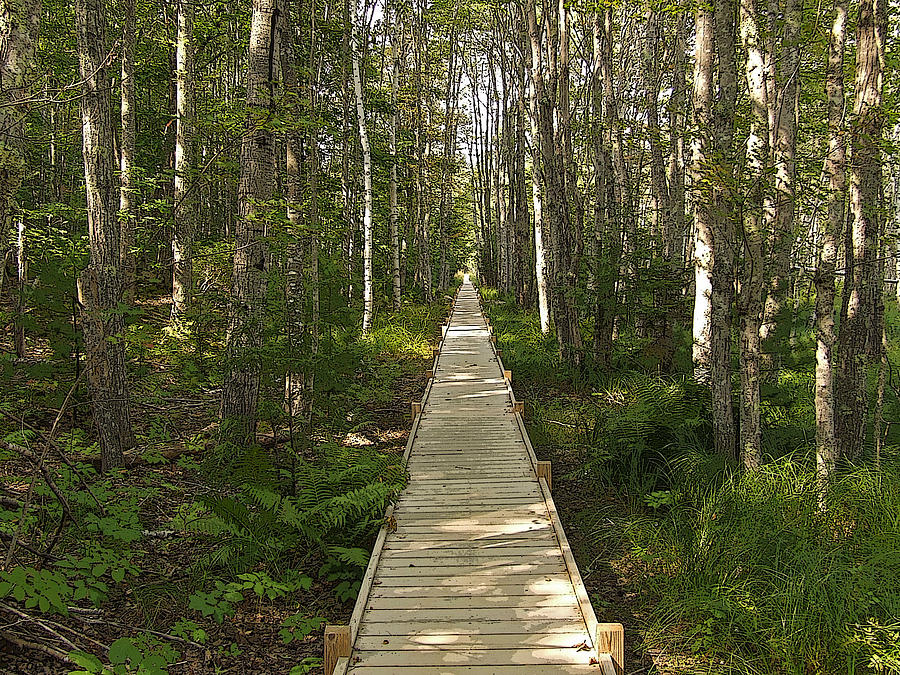 Bog Bridge Photograph by William Moore - Pixels