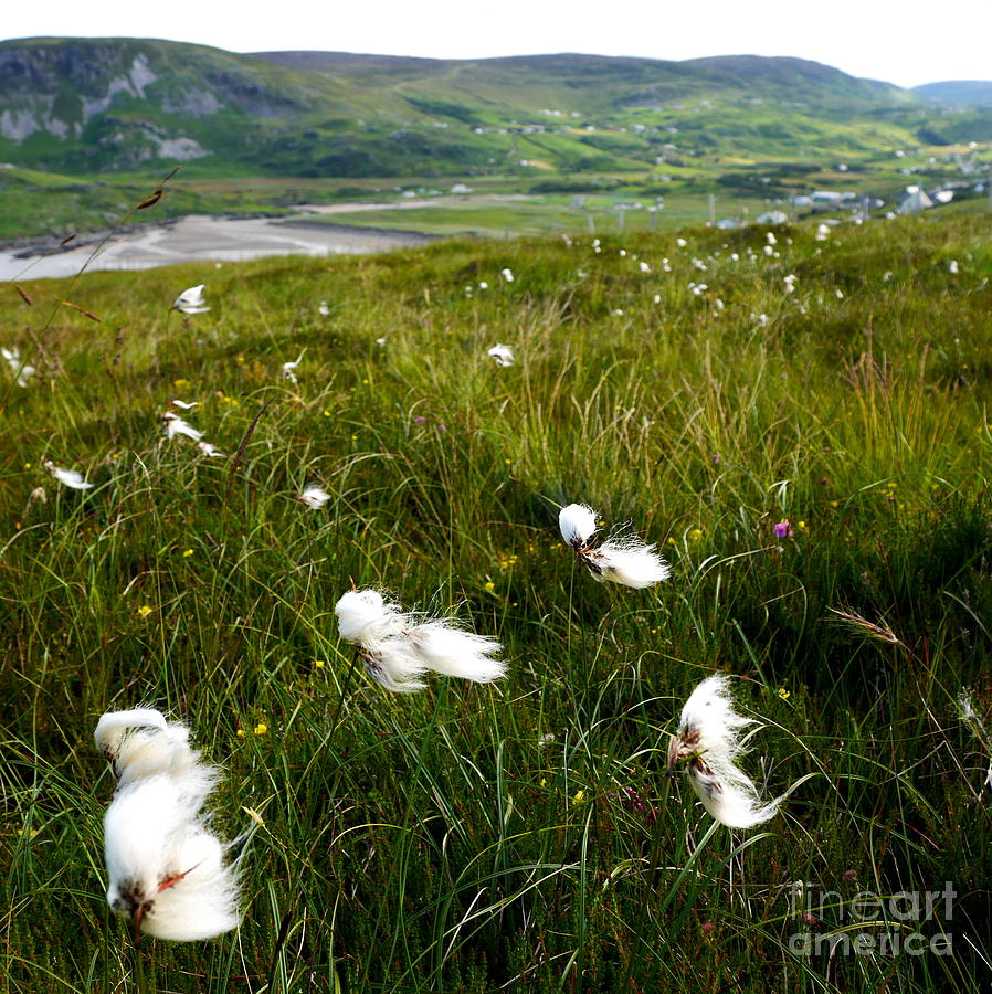 Bog Cotton in Summer Photograph by Lexa Harpell