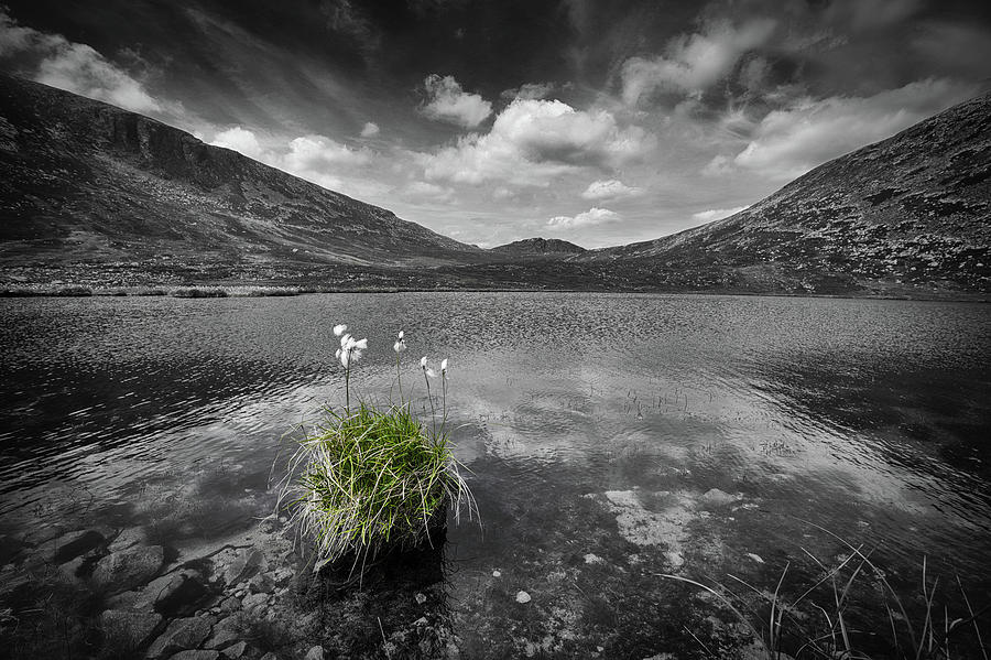 Bog Cotton on Blue Lough Photograph by Nigel R Bell