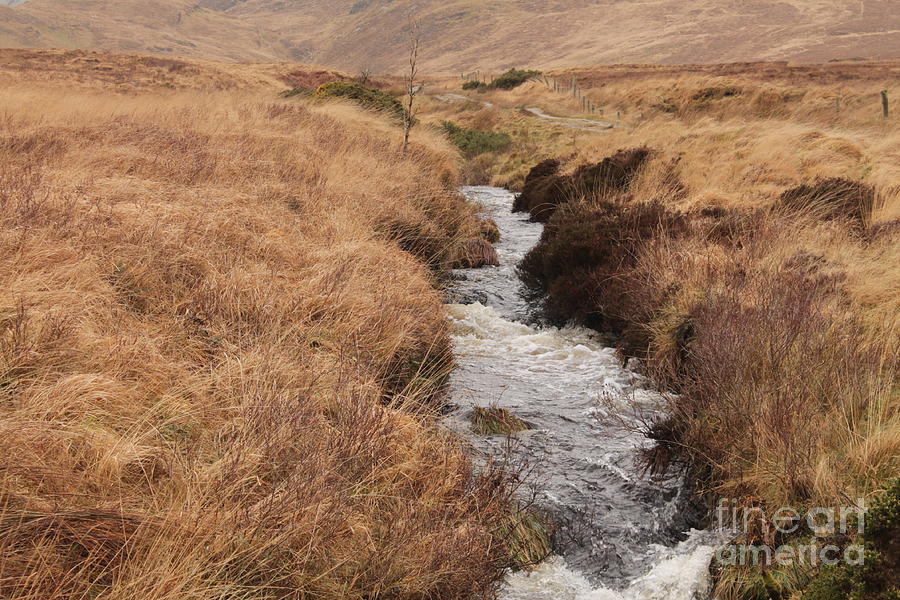 Bog Land Stream, Donegal, Ireland Photograph