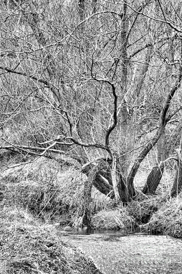 Tree Photograph - Boggy Creek by Stephen Melia