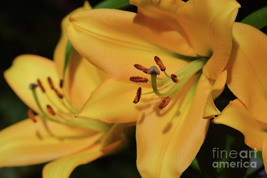 BOGO Lilies Photograph by Cindy Manero