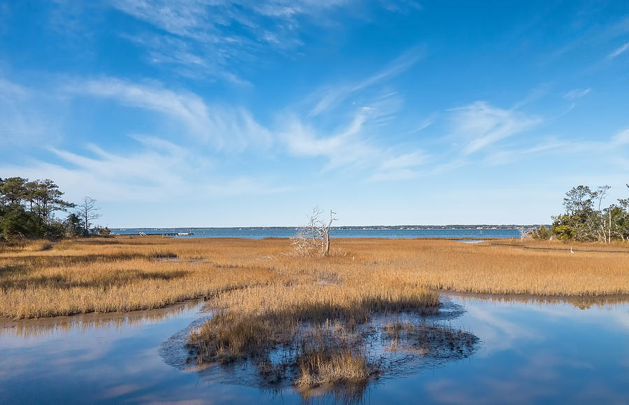 Tree Photograph - Bogue Sound Overview by Rudy Umans