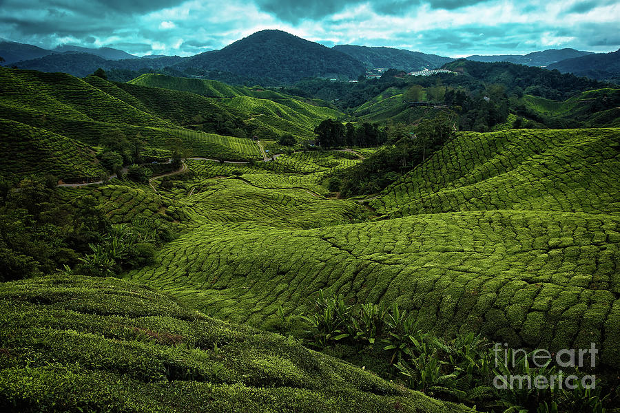 BOH Tea Plantation in the Cameron Highlands, Pahang, Malaysia, Southeast Asia Photograph by Sam Antonio
