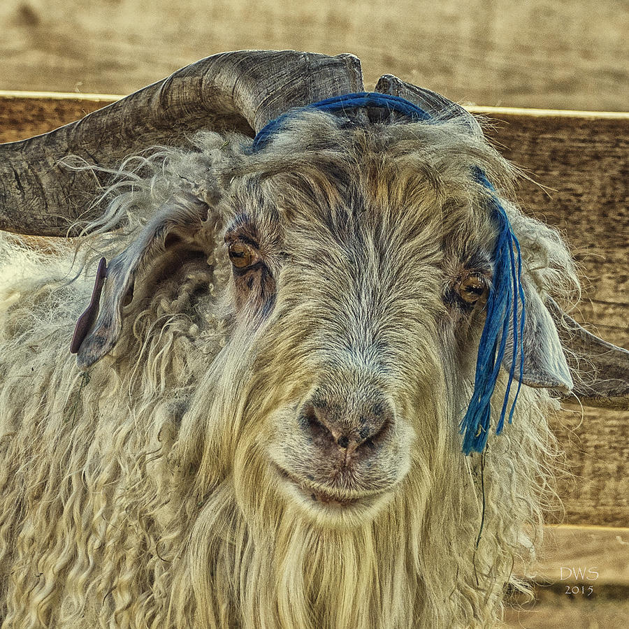Bohemian Billy by David W Schafer Bohemian Billy by David W Schafer