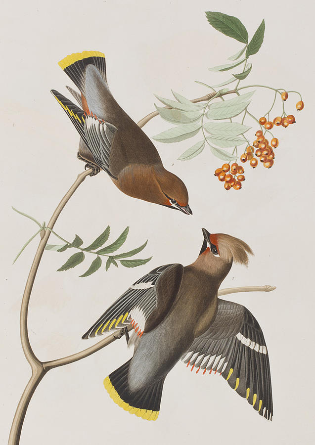 John James Audubon Painting - Bohemian Chatterer by John James Audubon
