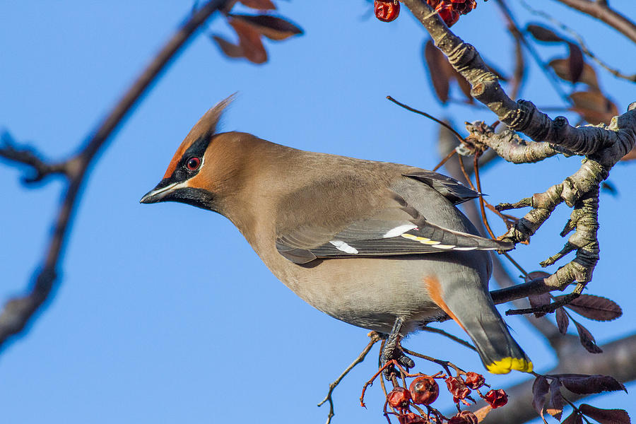 Bohemian Waxwing Photograph by Blue Ice Alaska - Fine Art America