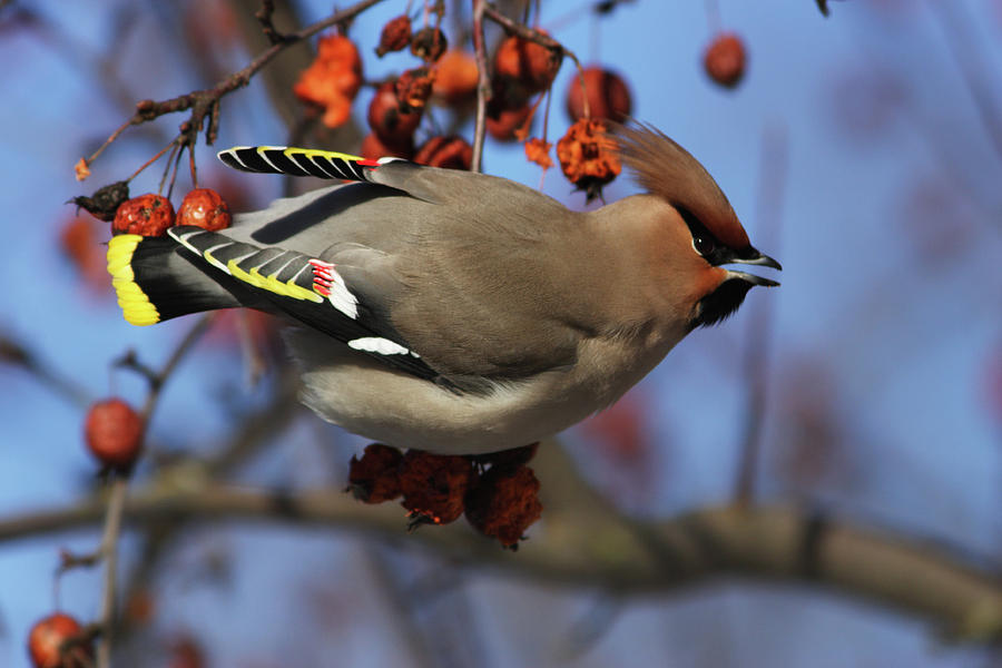 Bohemian Waxwing in Paradise Apple Tree Photograph by Aivar Mikko