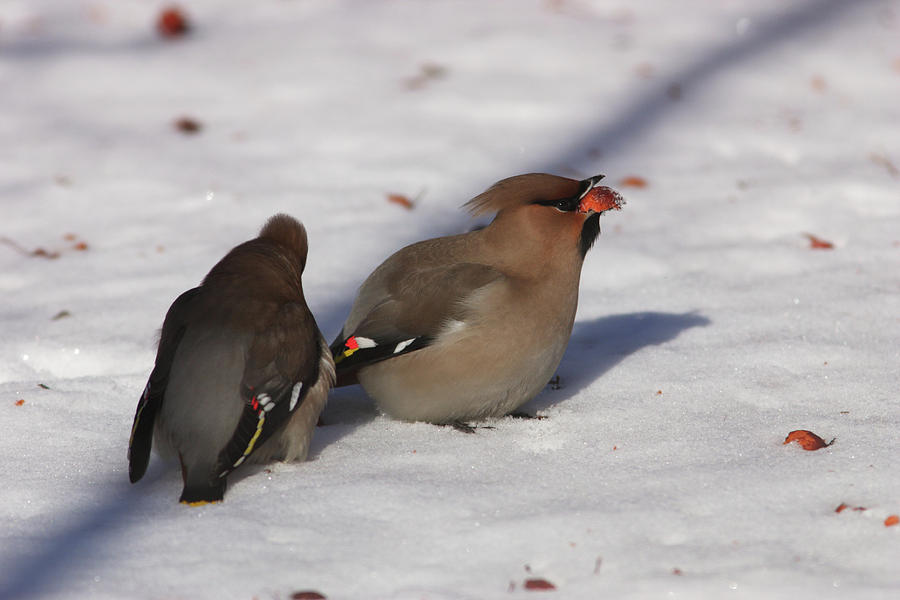 Bohemian Waxwings Eating Paradise Apples Photograph by Aivar Mikko