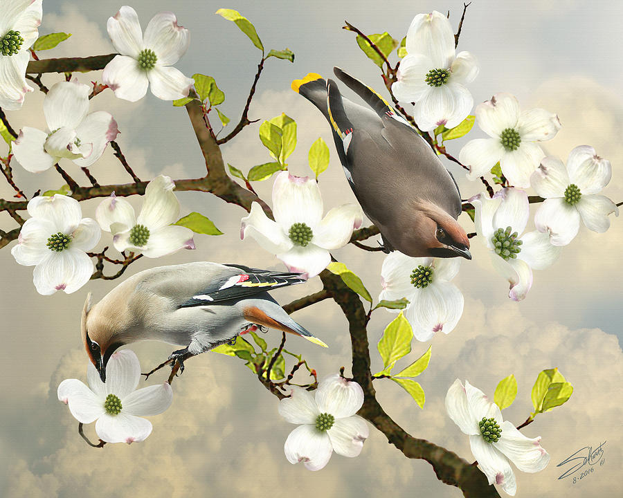 Bohemian Waxwings in Dogwood Tree Painting by M Spadecaller