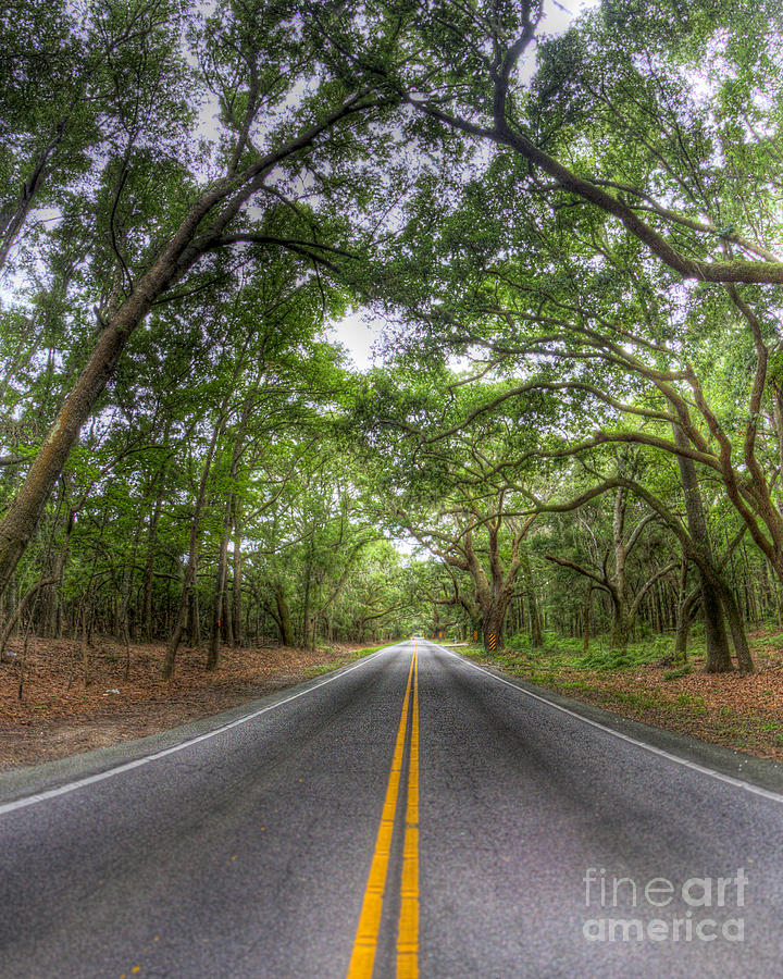 Tree Photograph - Bohicket Road Johns Island South Carolina by Dustin K Ryan
