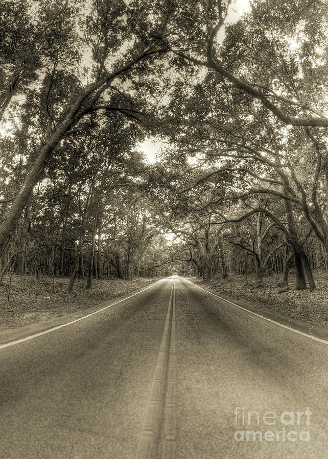 Bohicket Road Johns Island South Carolina Sepia Photograph by Dustin K Ryan