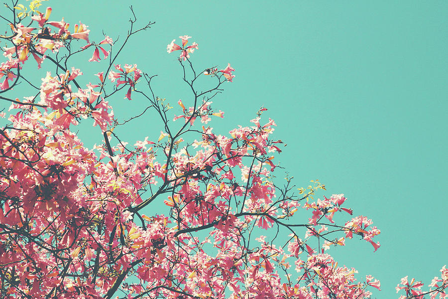 Boho Cherry Blossom 1- Art by Linda Woods Photograph by Linda Woods