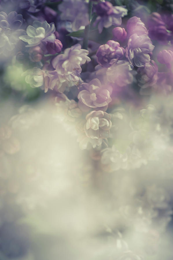 Impressionism Photograph - Boho Chic Lilac Bouquet by Jenny Rainbow