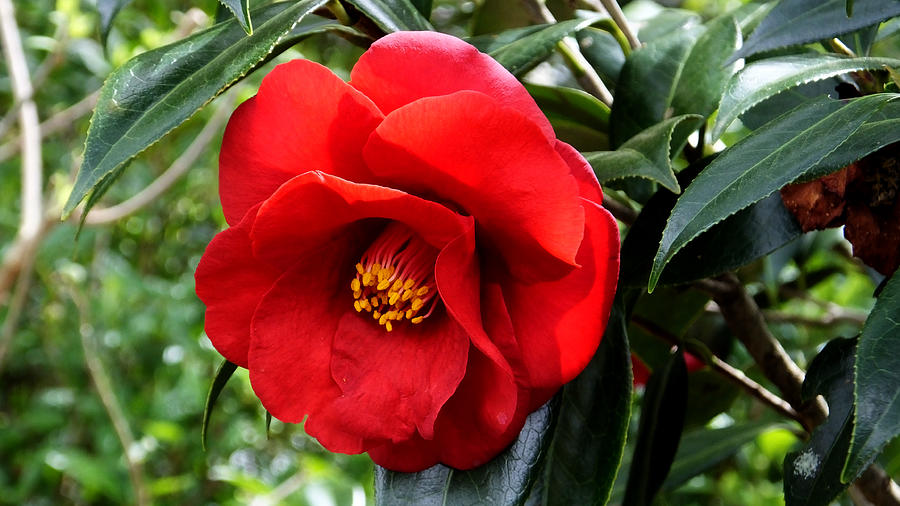 Bok Tower Blood Red Camelia Photograph by Judy Wanamaker