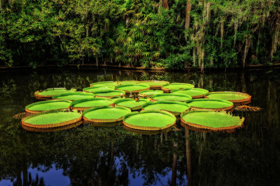 Bok Tower Gardens Victoria Longwood Lily Pads  -  BOKLILY984 Photograph by Frank J Benz