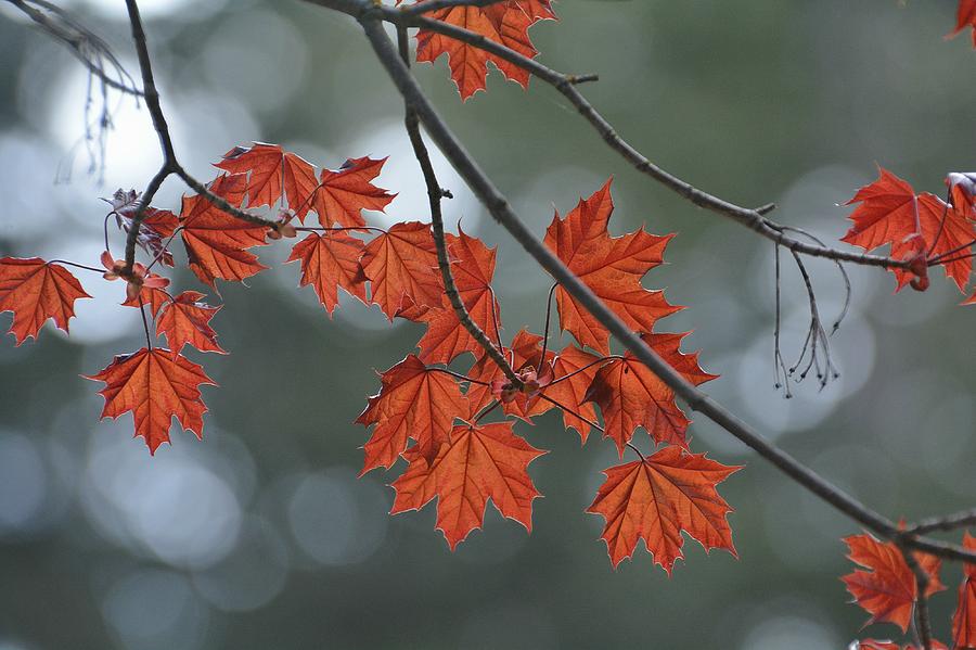 Bokeh and Leaves Photograph by Fraida Gutovich