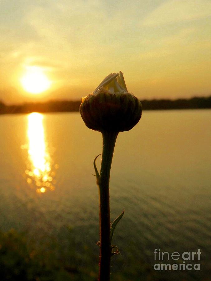 Bokeh Bud at Sunset Photograph by Beth Myer Photography