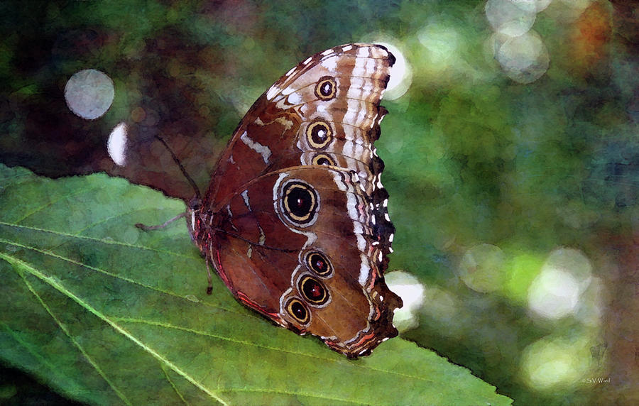 Bokeh Butterfly 8573 IDP_2 Photograph by Steven Ward