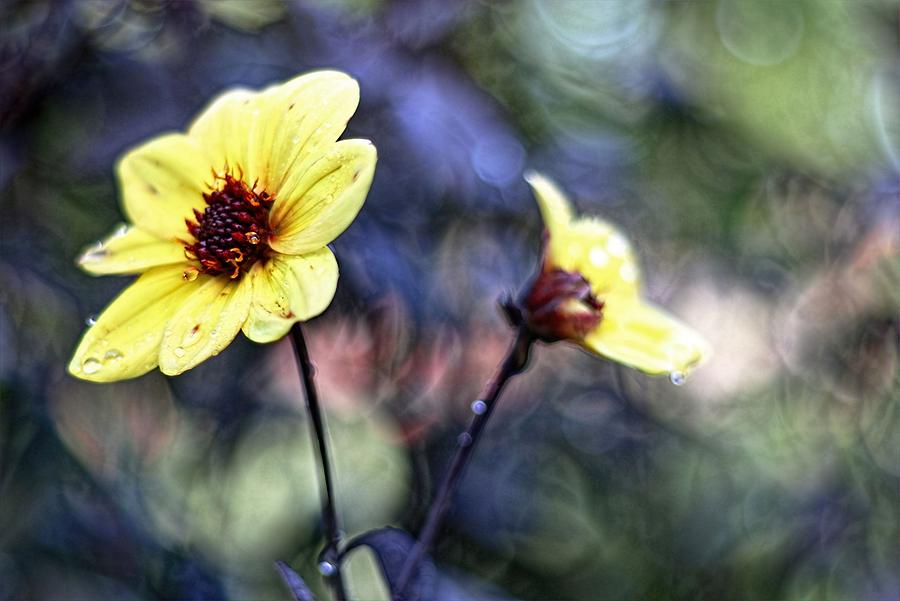 Daisy Photograph - Bokeh Flower by Carol Montoya