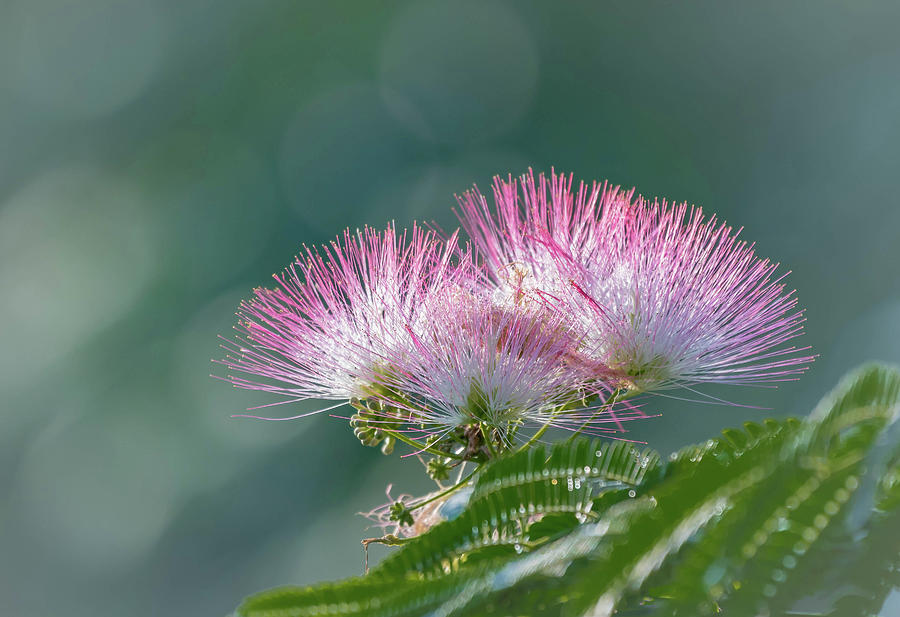 Flowers Still Life Photograph - Bokeh Formosa by Bruce Pritchett