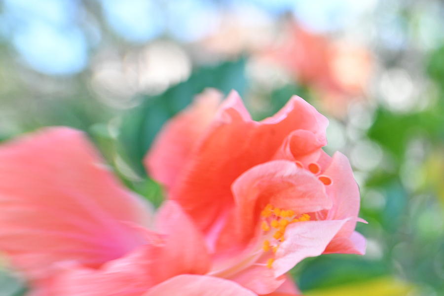 Bokeh Hibiscus Photograph by Artful Imagery