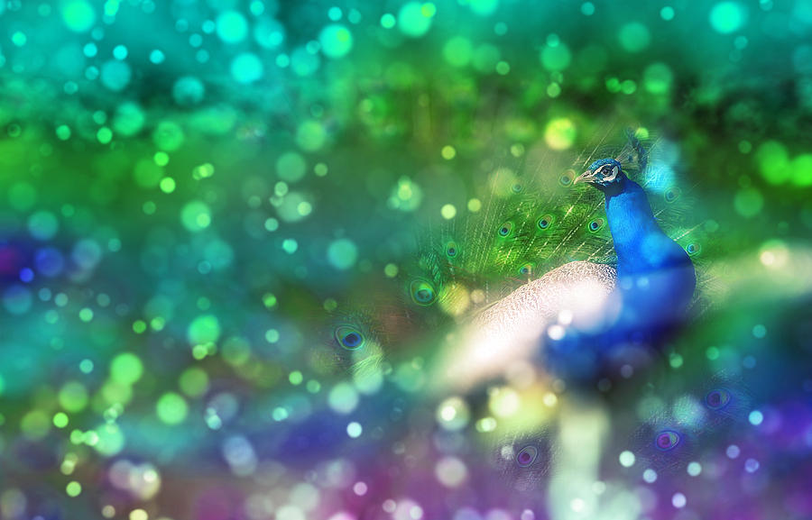 Bokeh Peacock Photograph by Audrey Jeanne Roberts