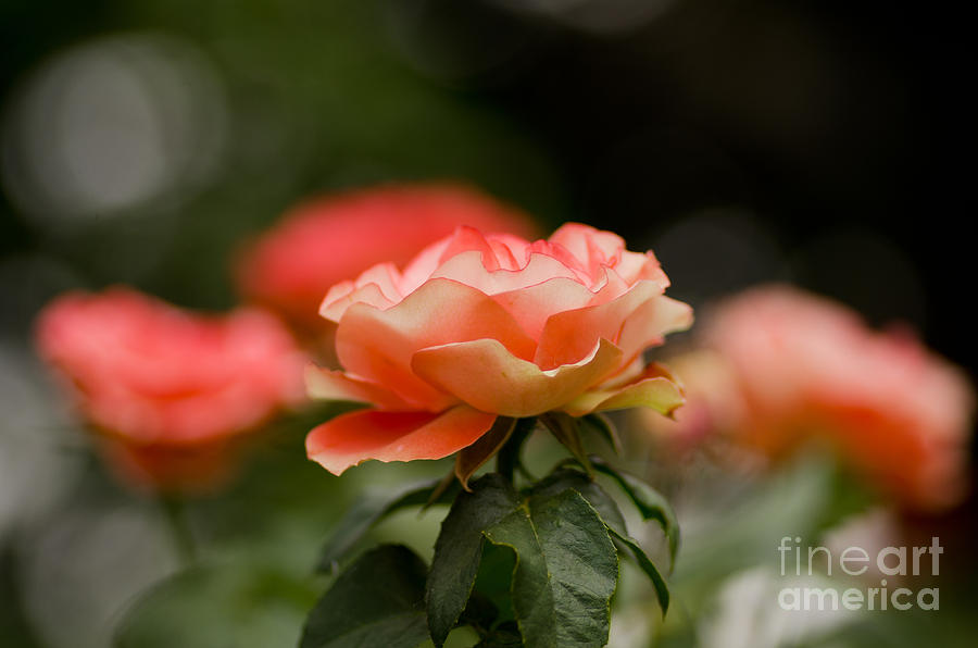 Bokeh Roses Photograph by Nick Boren