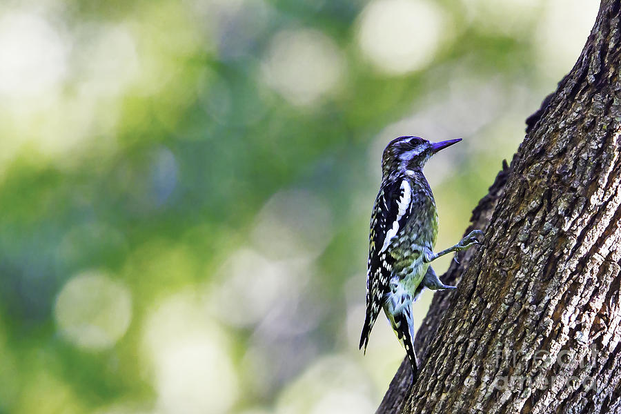 Bokeh with Sapsucker Photograph by Gary Holmes