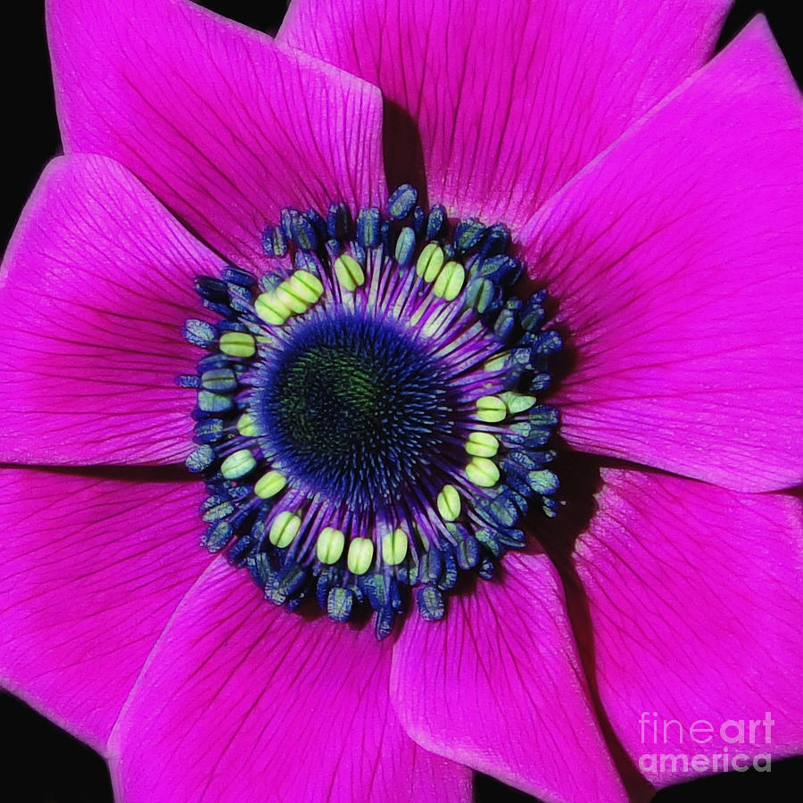 Bold and Beautiful Anemone Photograph by Sue Melvin