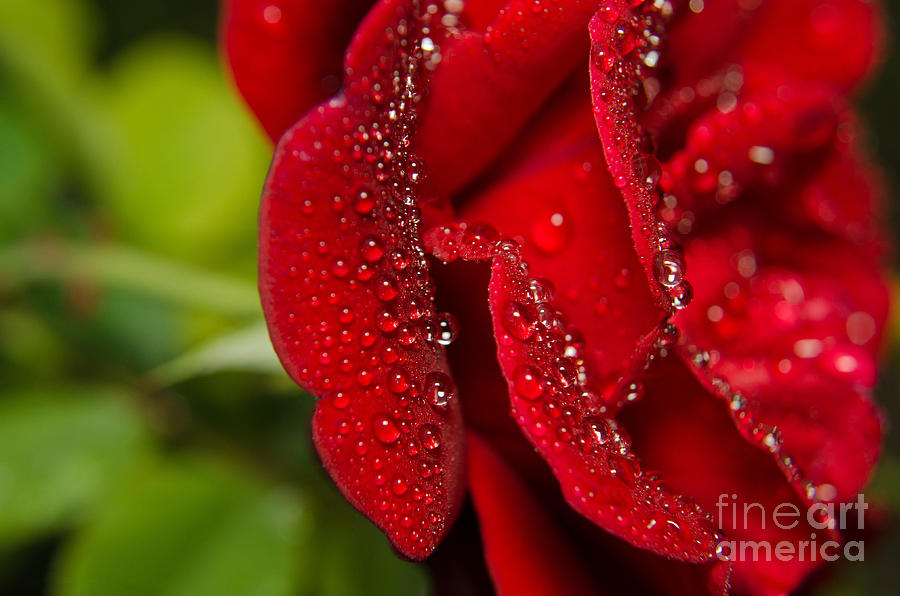 Bold and Beautiful Rose Botanical / Nature / Floral Photograph Photograph by PIPA Fine Art - Simply Solid