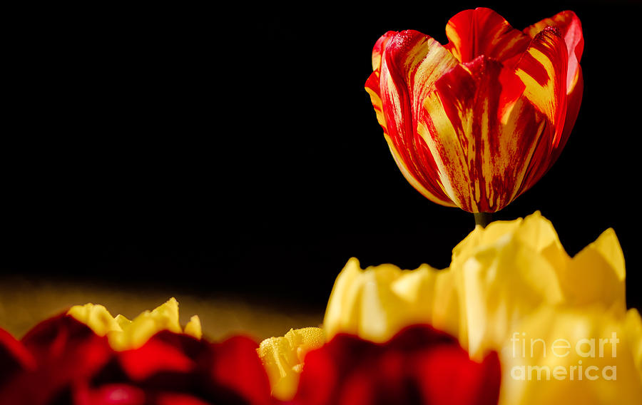 Spring Photograph - Bold And Beautiful by Nick Boren