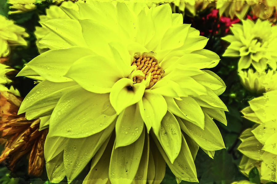 Bold and Bright Yellow Photograph by Judy Hall-Folde