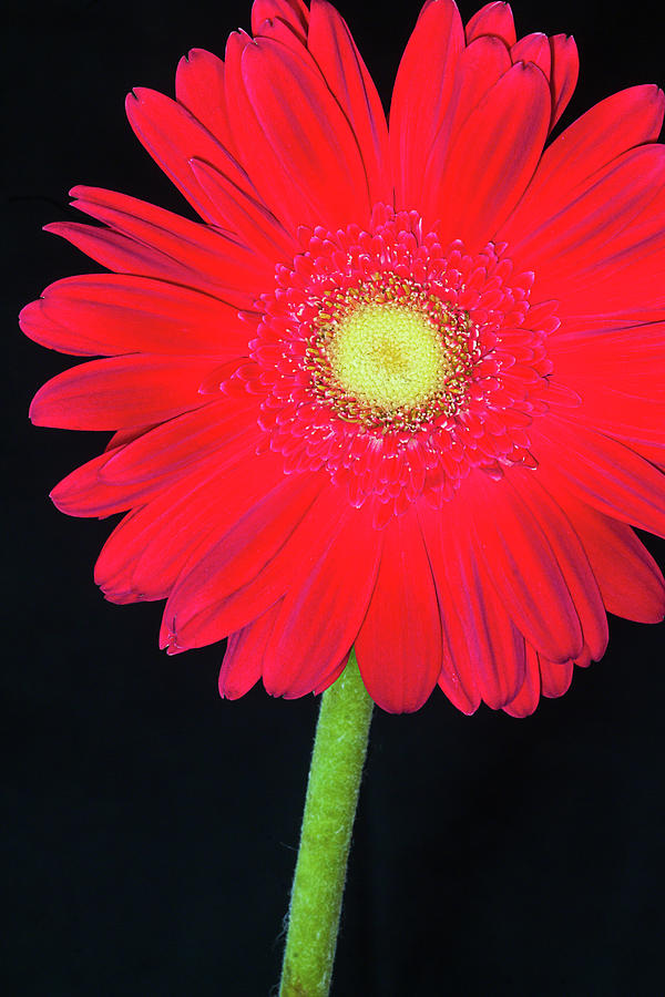 Daisy Photograph - Bold and Cheerful by Dawn Currie