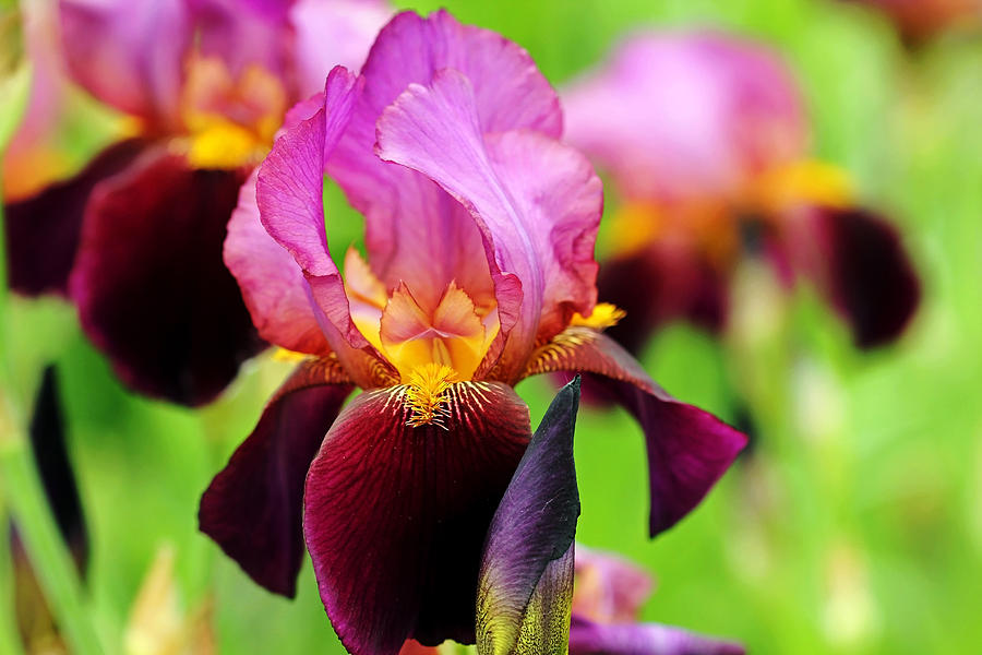 Iris Photograph - Bold Bearded Iris by Debbie Oppermann